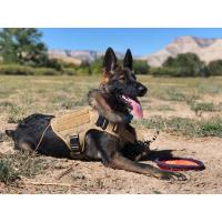 Arnés Táctico Grande para Perros Militar Apto para Shepherd Alemanes y Malinos Con Cinturón y Llavero Accesorios para Entrenamiento de Mascotas - details 15