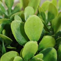 Plantas artificiales de Eulyptus, material de pila de hierba tejida de 11cm, decoración del hogar - details 6