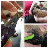 Tijeras de Uñas para Perros con Protección de Seguridad Adecuadas para Perros Medianos y Grandes Cuidado de las Uñas para Mascotas - details 7