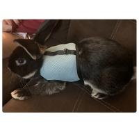 Correa y Arneso Suave Ajustable para Mascotas Pequeñas Vestido Respirable para Conejos, Ferretas, Cobayas Suministros para Mascotas - details 9