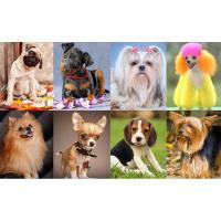 Collar antiladridos para perros, antiladridos, adiestramiento de perros, descarga eléctrica, enchufe Taser, vibrador recargable, vibración, - details 9