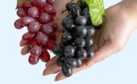 Uvas de Goma Apoyos Artificiales de La Fruta