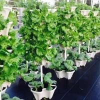 ETA de plástico de flores apilable vertical, soporte para plántulas de fresa, éter vegetal, decoración de jardín ETA de tres pétalos, 1 pieza. - details 3