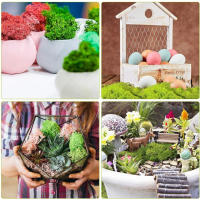 Plantas verdes artificiales de vida eterna, hierba de musgo, decoración de jardín de casa, Mini paisaje, flor falsa, regalos de manualidades DIY, 50g, nuevo - details 6