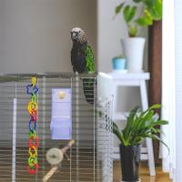 Comedero para loros, cuenco de comida para pájaros, contenedor de comida para loros, estructura Simple, suministros para pájaros, B - details 1