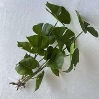 Boda falsa glicina plantas simuladas impresas en 3D, espalda de tortuga de plástico, hojas de manzana verde de bambú, decoración del hogar - details 28