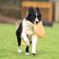 Pet Dog Flying Disk Toy Funny Silicone Resistant Chew Game Puppy Training Interactive Supplies Anti-bite Throwing Toys Perros - details 8