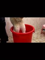 Cepillo de Vapor para Gatos 3 en 1 Herramienta de Aseo Eléctrico Portátil para Mascotas - details 7
