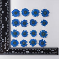 Juego de 12 Uds. De flores secas naturales de 2,5-4cm para rellenos de funda de teléfono DIY, flor de crisantemo de cristal prensado, decoraciones artísticas para uñas - details 17