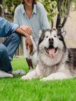 Estera artificial realista, jardín al aire libre, patio, campo, perro, mascota, simulación, estera de césped para mascotas - details 6