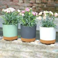 ETA interior circular grande de plástico para plantas jugosas, bonsái eterno con bandeja de drenaje, decoración del hogar y jardín - details 0