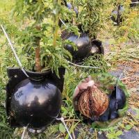 Fabricante de varilla de crecimiento de árbol de matrimonio de raíz, kit de propagación en capas de aire, bola de enraizamiento de plantas - details 0