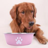 Cuenco de acero inoxidable de gran capacidad para perros, cuencos antideslizantes para comida de perros, bebederos con patrón de huella de gato, comederos para mascotas, cuenco de alimentación para gatos - details 2