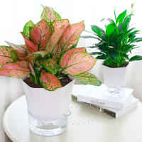 Macetas Autoregantes de Agua 3pcs Macetas de Planta Interior Almacenamiento de Agua Doble Capa - details 2