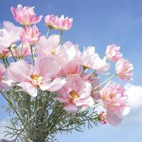 Rama de flor de Cosmos Artificial de lujo, simulación realista de plástico, crisantemo, flor falsa elegante hecha a mano - details 22