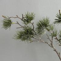 Rama de pino Artificial verde, plantas de pino realistas de plástico, plantas falsas elegantes de lujo para decoración del jardín del hogar - details 1