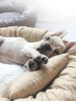 Camas redondas para perros y gatos, alfombrilla de tela suave Universal para todas las estaciones con almohada, cojines para dormir, sofá, accesorios para perros - details 3