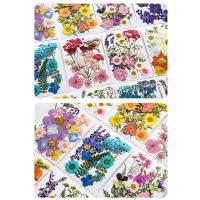 Flores secas, planta Natural Real, flor prensada para relleno de resina epoxi, manualidades para decoración de uñas, artesanía para hacer joyas - details 2