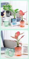 Planta hidropónica jugosa, riego automático, mini mesa de comedor interior ETA, decoración de bonsái para jardín y hogar - details 6