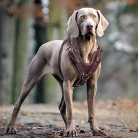 Chaleco de cuero genuino duradero con arnés para perros grandes, correa estable para pastor alemán, labrador, husky, entrenamiento para caminar - details 7
