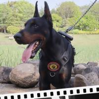 Suministros para gatos, conjunto de correa reflectante para perros, Anti Escape, sin tirones, arnés para perros grandes, chaleco, cuerda de tracción ajustable transpirable para perros y cachorros - details 10