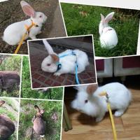 Correa Suave para Mascotas de Peluche Cuerda de Tirón Ajustable con Campana - details 7