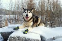 Truelove-zapatos impermeables para perro, Botas de lluvia antideslizantes, reflectantes de nieve cálida, para entrenamiento deportivo de mascotas pequeñas, medianas y grandes, TLS3961 - details 7