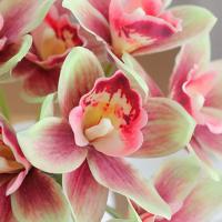 Ramo de orquídeas artificiales de 6 uds., 6 cabezas, tacto Real, ramas de Magnolia hechas a mano, elegantes y realistas flores artificiales de Cymbidium - details 2