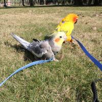Juguete de entrenamiento al aire libre ajustable portátil, correa de tracción antimordedura, cuerda de entrenamiento para mascotas, arnés para loros, correa para pájaros - details 7