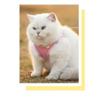 Accesorios para Mascotas Collar Seguro para Perros Pequeños Chaleco Cuerda para el Cuello - details 3