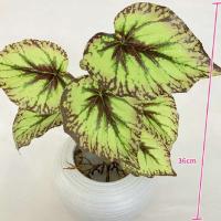 Boda falsa glicina plantas simuladas impresas en 3D, espalda de tortuga de plástico, hojas de manzana verde de bambú, decoración del hogar - details 6
