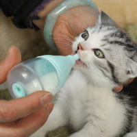 Botella de alimentación de animales pequeños con dispositivo de alimentación de pezón especialmente diseñado, adecuado para una experiencia de alimentación cómoda - details 6