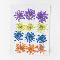 Suministros de fiesta para decoración del hogar, planta prensada y seca hecha a mano, flor verdadera Ammi Majus, 12 piezas - details 6