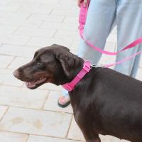 Collares personalizados mascotas Collar rosa suave perros con nombre, arnés reflectante sin tirar perros, correa, juego de - details 20