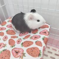 Nido de Muselina Suave para Cobayas Almohadilla Ligera y Transpirable para Mascotas Pequeñas - details 10