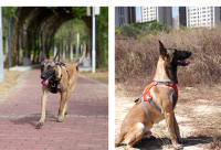 TRUELOVE-arnés a prueba de Escape con bolsillo con cremallera, chaleco táctico para perro, mochila militar de entrenamiento de fácil Control, YH1811 - details 14
