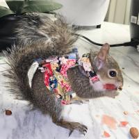 Vestidor de arnés para mascotas Top de tanque dividido Correa de ardilla - details 3