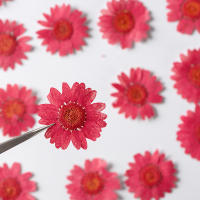Juego de 12 Uds. De flores secas naturales de 2,5-4cm para rellenos de funda de teléfono DIY, flor de crisantemo de cristal prensado, decoraciones artísticas para uñas - details 5