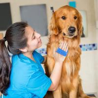 Guante de goma para mascotas Republic Dog Grooming, guante flexible que estimula la piel y elimina el pelo suelto, adecuado sin ensuciar - details 1