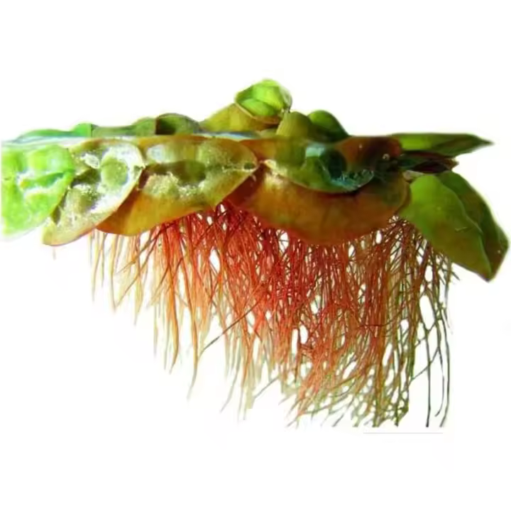 Flotador de raíz roja acuática para plantas de Acuario, fácil de mantener - 1
