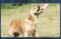 HOOPET-juguetes molares para perros, desodorante para dentición, seguro, no tóxico, antimordedura, palo para jugar, S, M, L - details 7