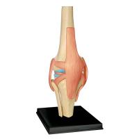 Modelo de Cuerpo Humano para Estudio de Anatomía Set de Rodillas Juntas de Organos para Estudiantes - details 1