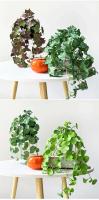 Mechones artificiales suaves, hojas de árboles tropicales de plantas verdes, hojas de hierba de la suerte para bonsái doméstico, nuevo - details 16