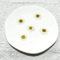 Juego de 12 Uds. De flores secas naturales de 2,5-4cm para rellenos de funda de teléfono DIY, flor de crisantemo de cristal prensado, decoraciones artísticas para uñas - details 25