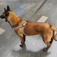 Arnés Y ajustable para perros, arnés reflectante transpirable para cachorros, correa para perros pequeños, medianos y grandes, chaleco para Chihuahua, Labrador para mascotas - details 3