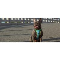 arnés para perros
