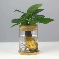 Mini ETA hidropónica de vidrio transparente, jarrones para plantas sin piso, cristalería vintage para salas de estar, hogares, oficinas, mesas, - details 7