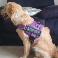 Arnés de control Chaleco de alto servicio, collar acolchado con parches extraíbles, terapia emocional EA para perros, NO PET XXL XL L M - details 15