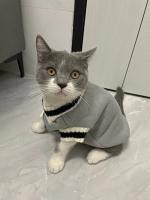 Disfraz sólido de gato para mascotas, suéter de Navidad para perros pequeños, chaleco para cachorros, chaqueta para gatitos - details 5