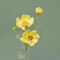 Rama de flor de Cosmos Artificial de lujo, simulación realista de plástico, crisantemo, flor falsa elegante hecha a mano - details 9